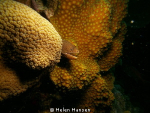golden moray eel by Helen Hansen 